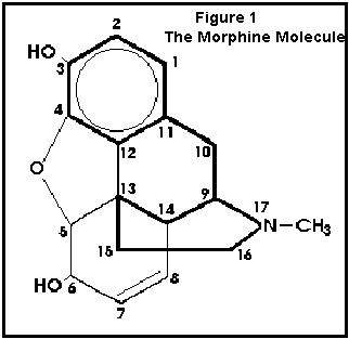 Morphine Molecule Structure
